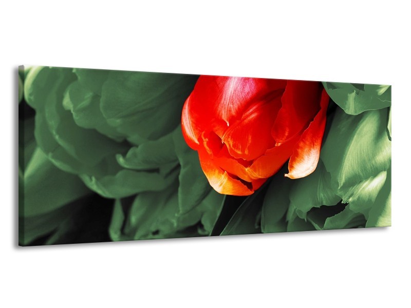 Canvas schilderij Tulp | Rood, Groen, Wit | 145x58cm 1Luik