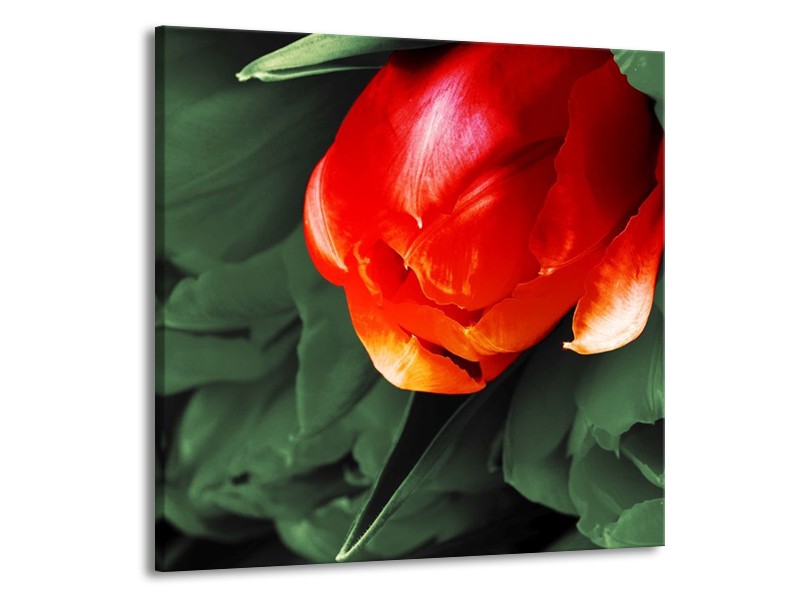 Canvas schilderij Tulp | Rood, Groen, Wit | 70x70cm 1Luik