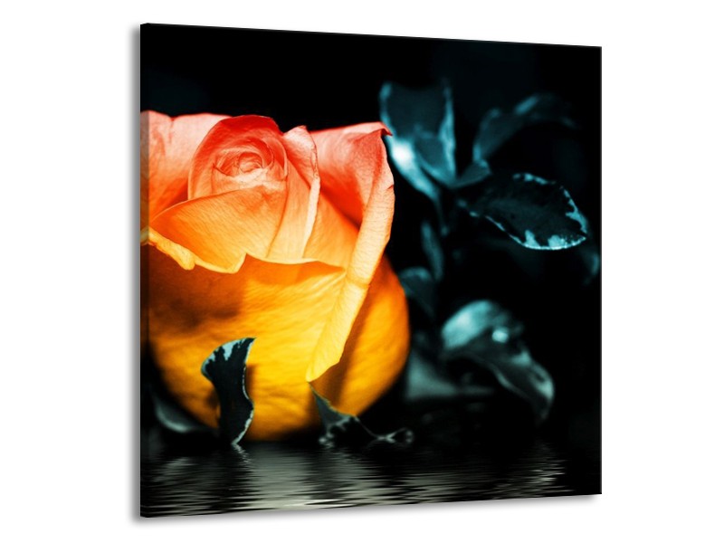 Canvas schilderij Roos | Geel, Oranje, Zwart | 70x70cm 1Luik