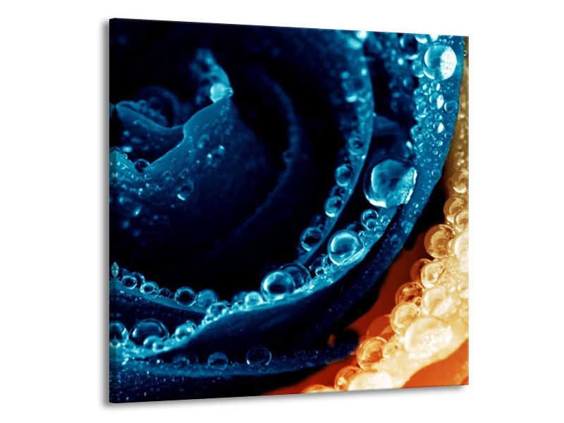 Canvas schilderij Roos | Blauw, Oranje | 70x70cm 1Luik