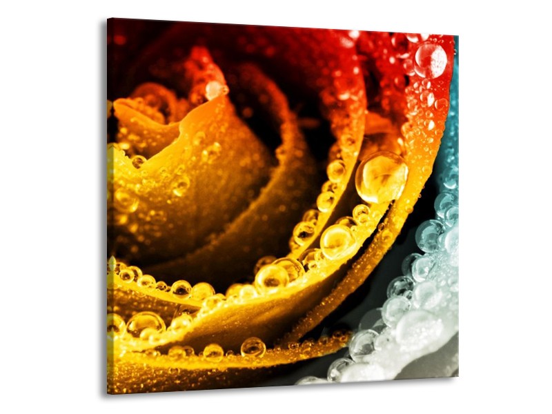 Canvas schilderij Roos | Geel, Blauw, Rood | 70x70cm 1Luik