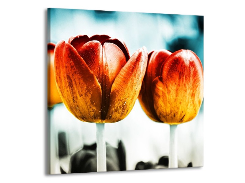 Canvas schilderij Tulp | Oranje, Rood, Blauw | 70x70cm 1Luik