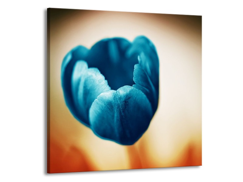Canvas schilderij Tulp | Blauw, Oranje, Bruin | 70x70cm 1Luik