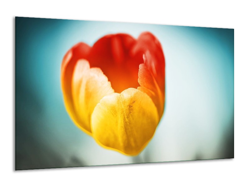Canvas schilderij Tulp | Oranje, Rood, Blauw | 120x70cm 1Luik