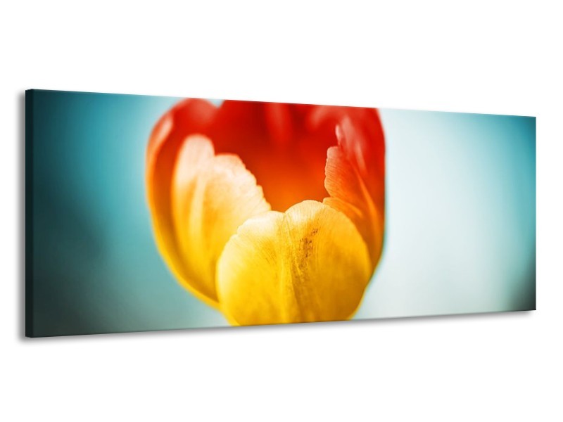 Canvas schilderij Tulp | Oranje, Rood, Blauw | 145x58cm 1Luik