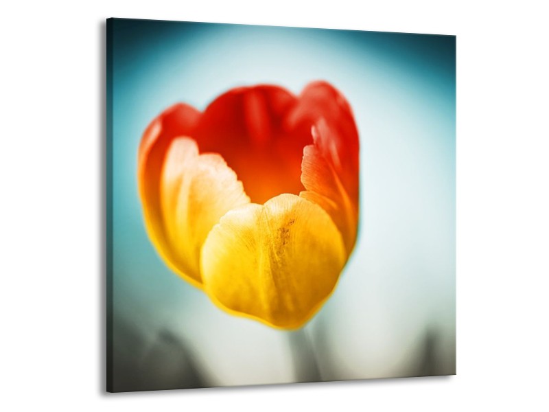 Canvas schilderij Tulp | Oranje, Rood, Blauw | 70x70cm 1Luik