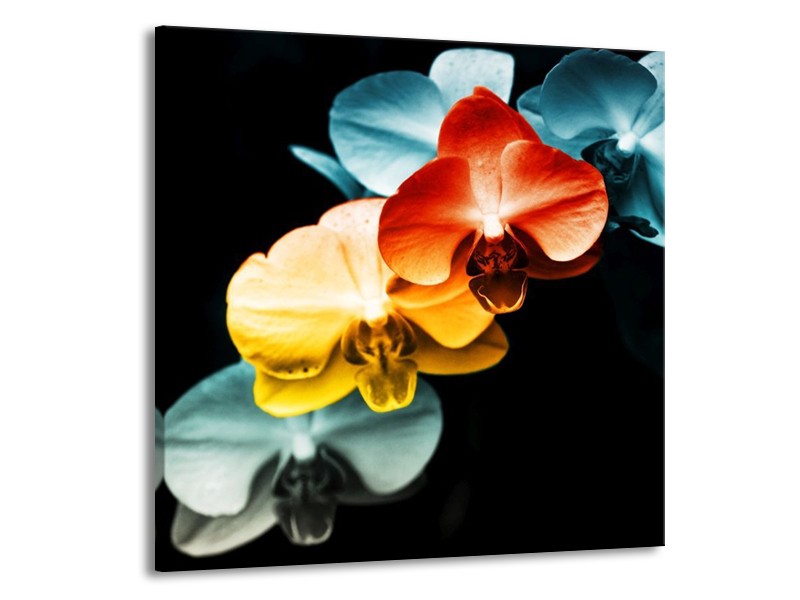 Canvas schilderij Orchidee | Oranje, Rood, Blauw | 70x70cm 1Luik