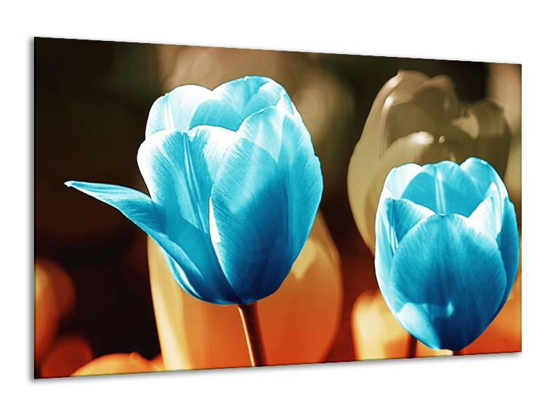 Canvas schilderij Tulp | Blauw, Oranje, Bruin | 120x70cm 1Luik