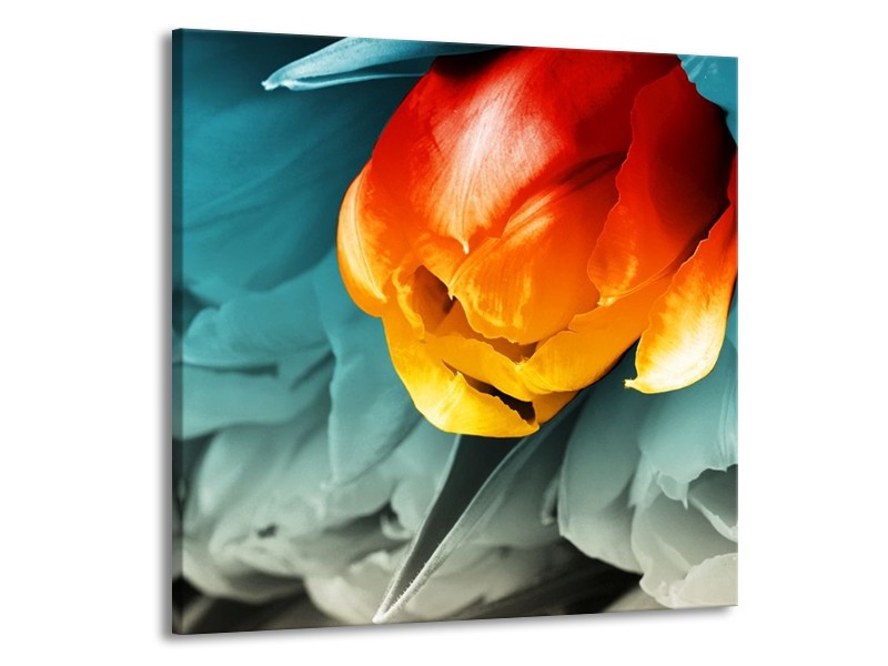 Canvas schilderij Tulp | Oranje, Rood, Blauw | 70x70cm 1Luik