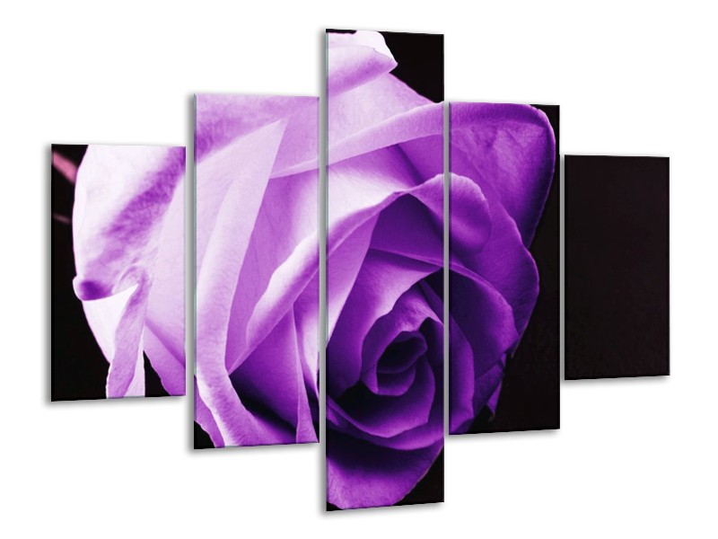 Canvas schilderij Roos | Paars, Wit, Zwart | 100x70cm 5Luik