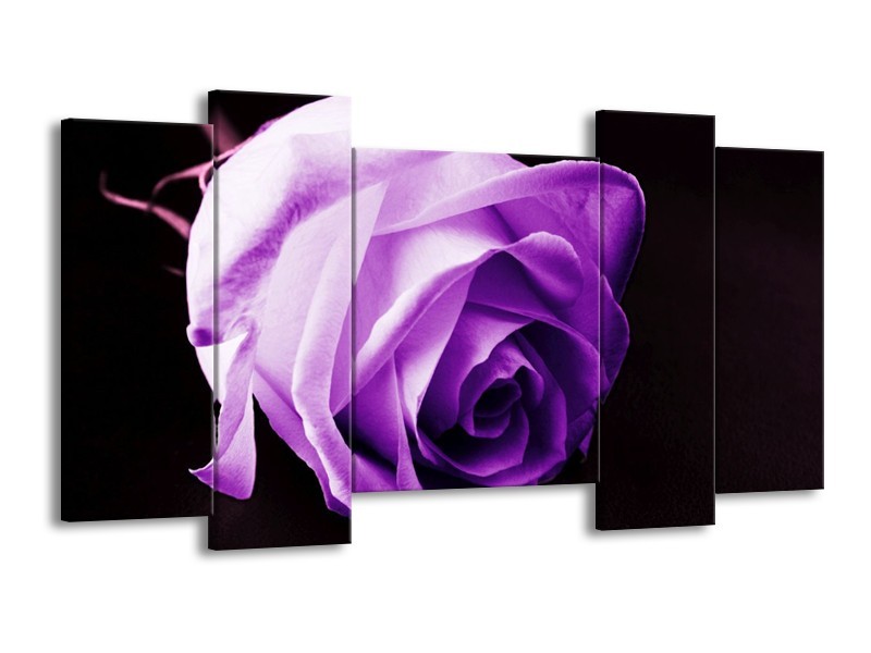 Canvas schilderij Roos | Paars, Wit, Zwart | 120x65 5Luik