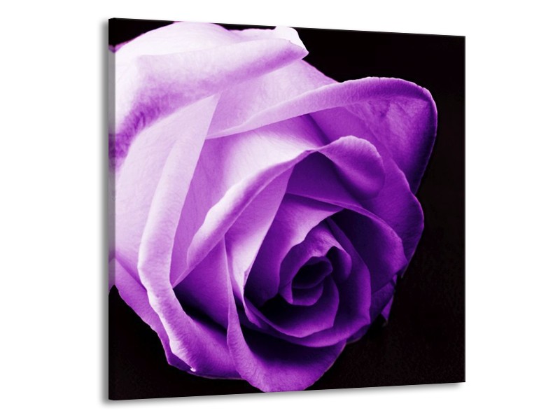 Canvas schilderij Roos | Paars, Wit, Zwart | 70x70cm 1Luik
