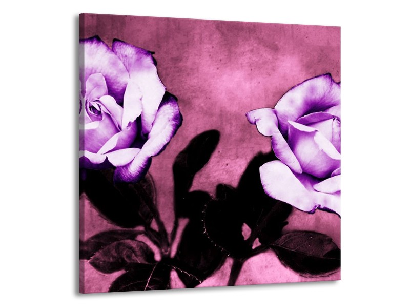 Canvas schilderij Roos | Paars, Wit, Zwart | 70x70cm 1Luik