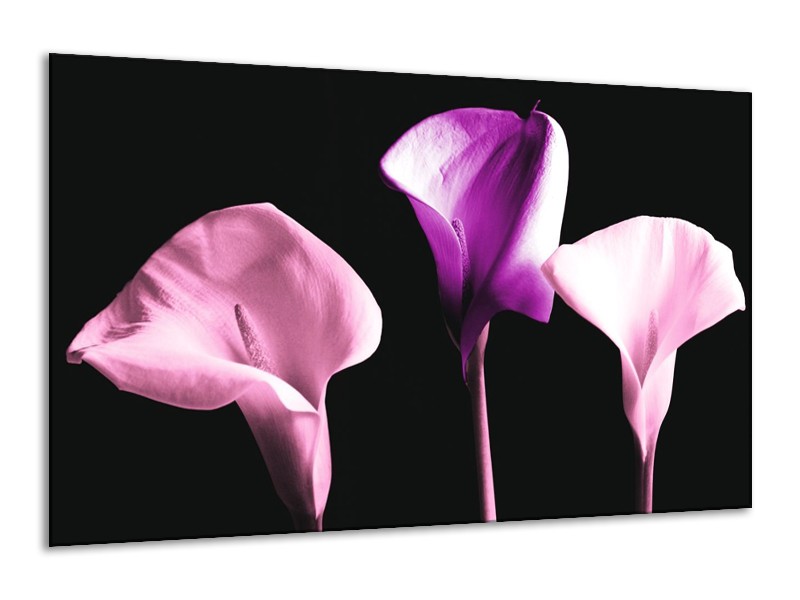Canvas schilderij Bloem | Paars, Wit, Zwart | 120x70cm 1Luik