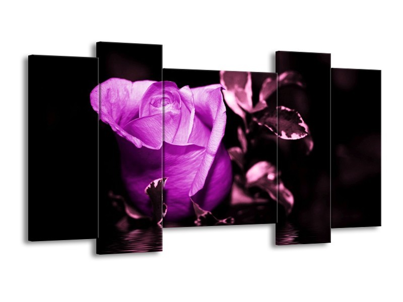 Canvas schilderij Roos | Paars, Wit, Zwart | 120x65 5Luik