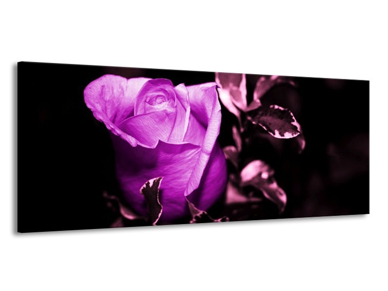 Canvas schilderij Roos | Paars, Wit, Zwart | 145x58cm 1Luik