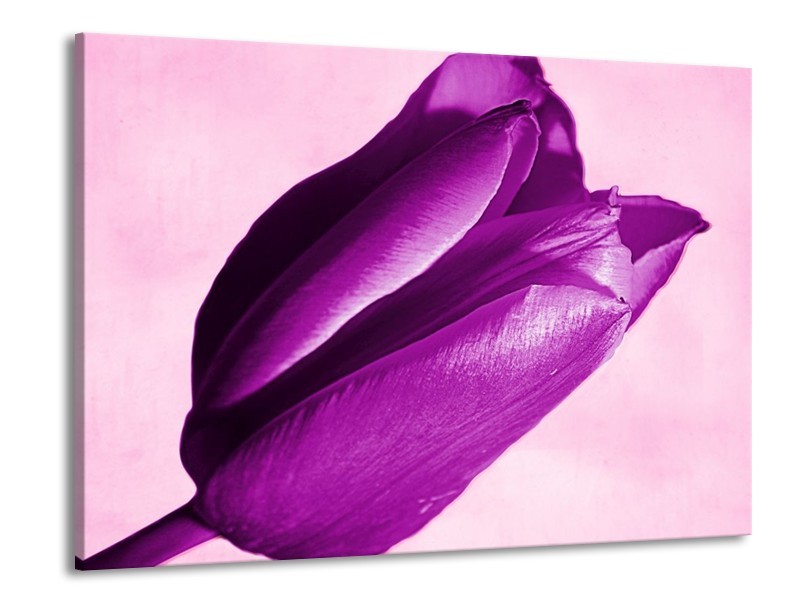 Canvas schilderij Tulp | Paars, Wit, Zwart | 100x70cm 1Luik