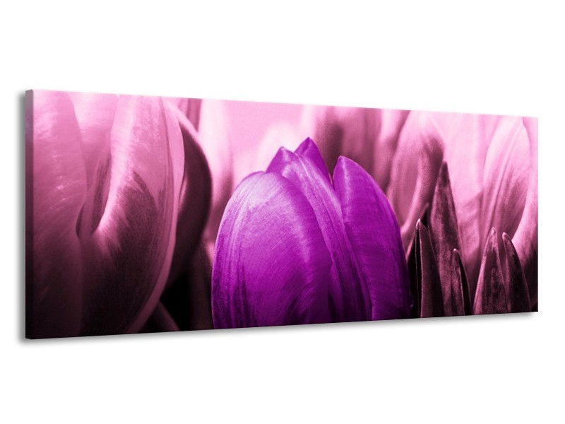 Canvas schilderij Tulp | Paars, Wit, Zwart | 145x58cm 1Luik