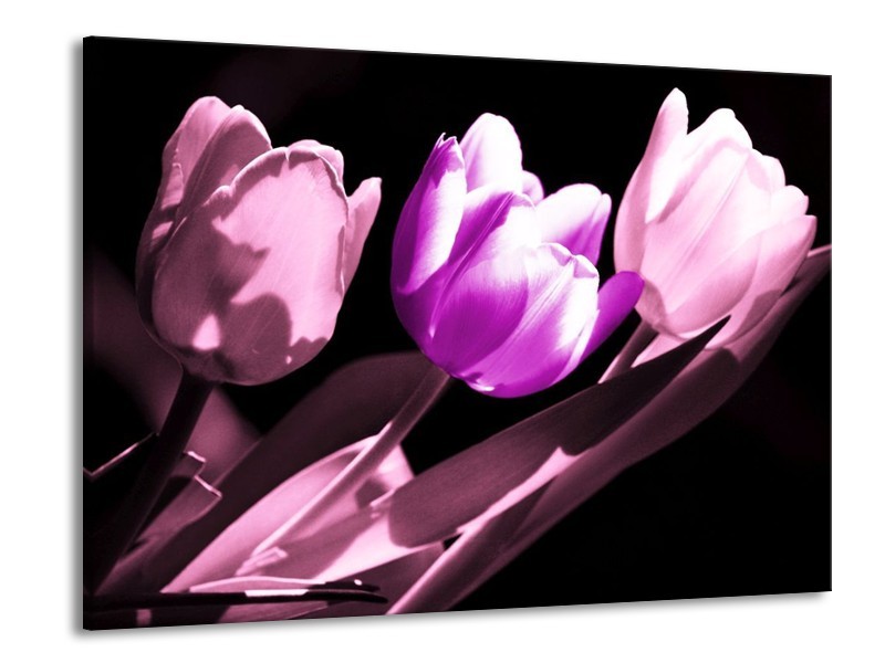 Canvas schilderij Tulp | Paars, Wit, Zwart | 100x70cm 1Luik
