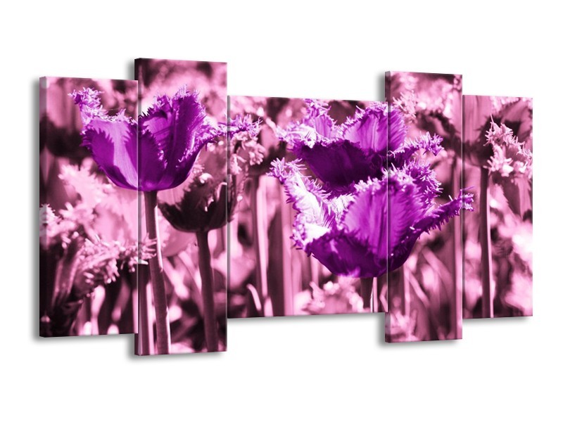 Canvas schilderij Tulp | Paars, Wit, Zwart | 120x65 5Luik