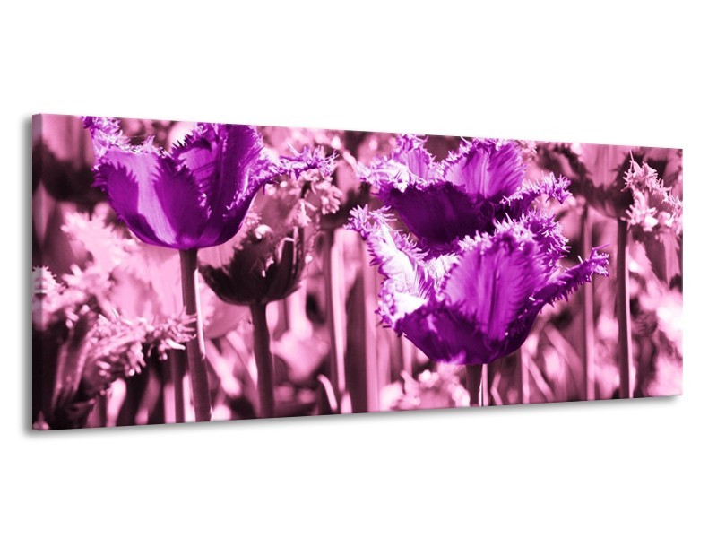 Canvas schilderij Tulp | Paars, Wit, Zwart | 145x58cm 1Luik