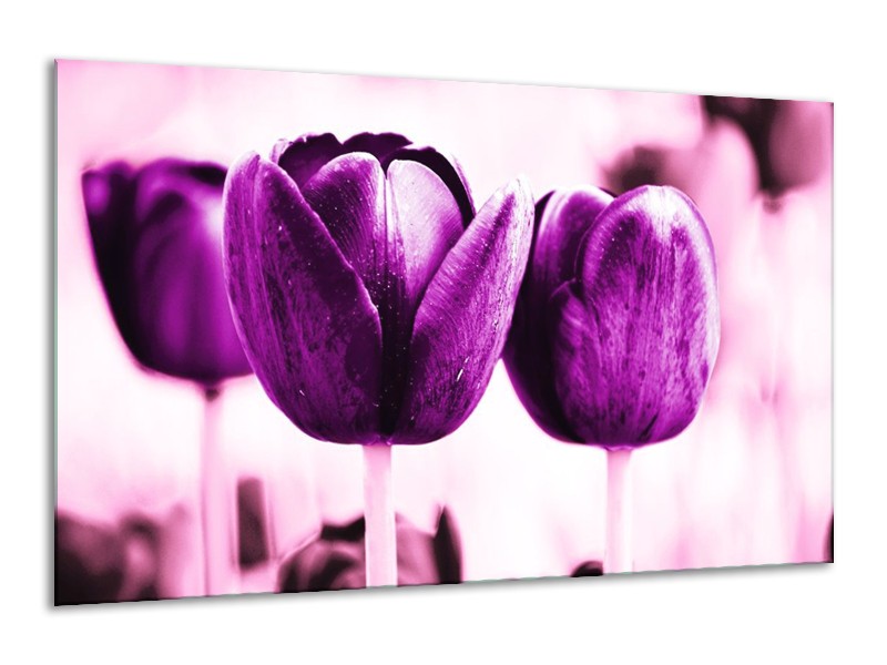 Canvas schilderij Tulp | Paars, Wit, Zwart | 120x70cm 1Luik