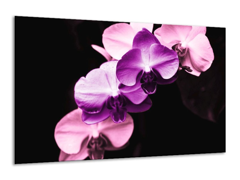 Canvas schilderij Orchidee | Paars, Wit, Zwart | 120x70cm 1Luik