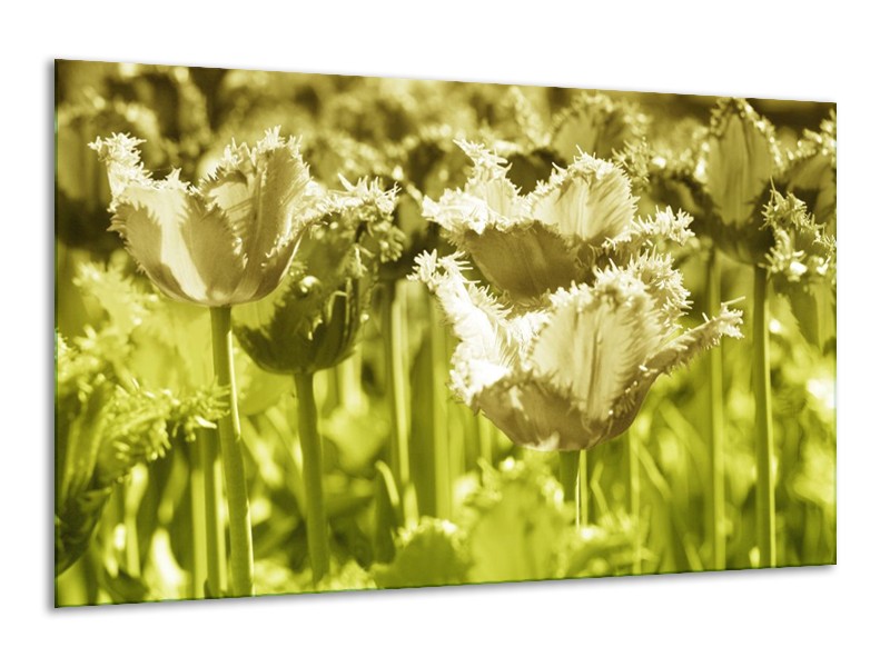 Canvas schilderij Tulp | Groen, Grijs | 120x70cm 1Luik