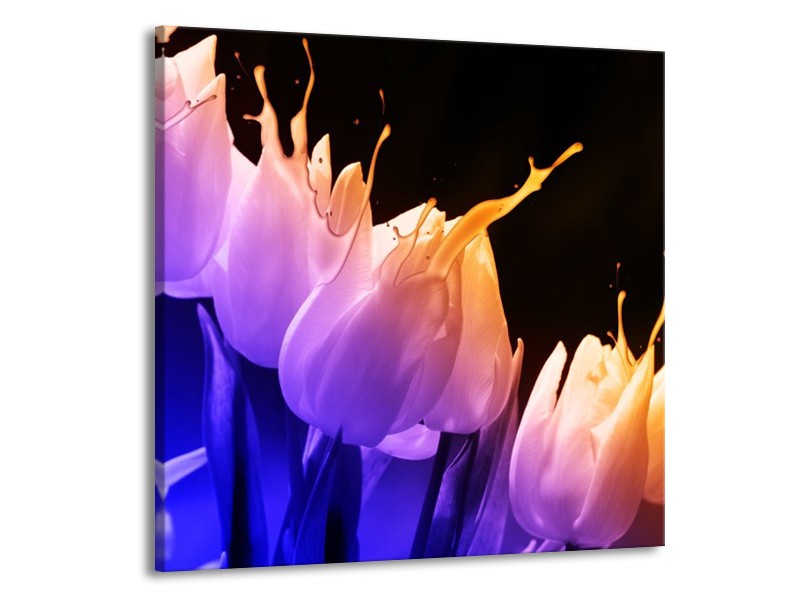 Glas schilderij Tulp | Oranje, Paars, Blauw | 50x50cm 1Luik