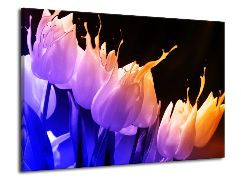 Canvas schilderij Tulp | Oranje, Paars, Blauw | 70x50cm 1Luik