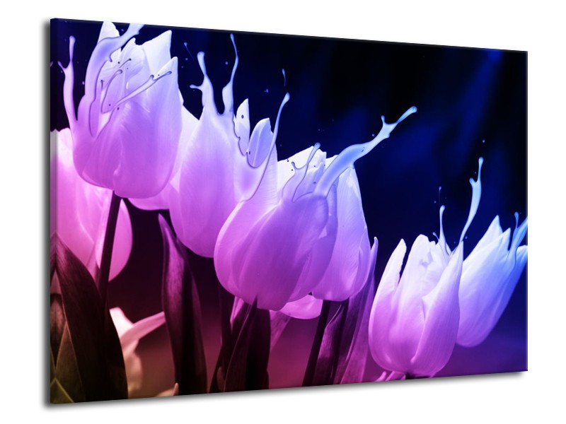 Canvas schilderij Tulp | Paars, Zwart | 70x50cm 1Luik
