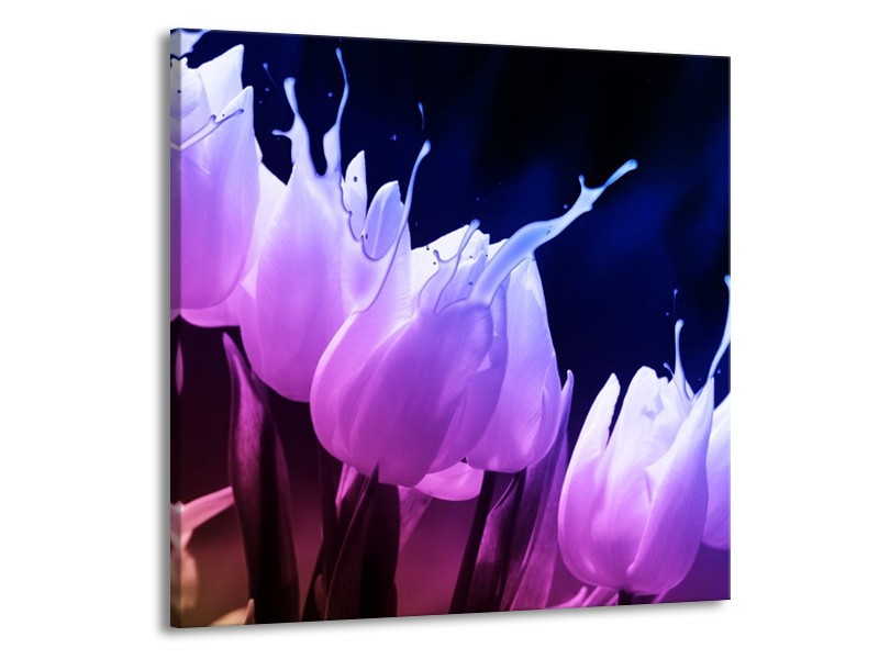 Canvas schilderij Tulp | Paars, Zwart | 70x70cm 1Luik