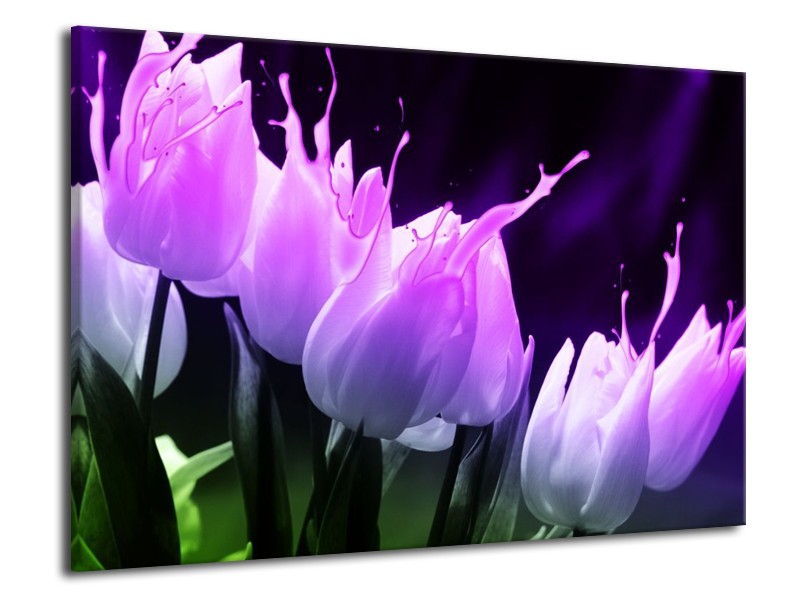 Canvas schilderij Tulp | Paars, Zwart, Roze | 70x50cm 1Luik