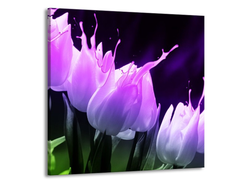 Canvas schilderij Tulp | Paars, Zwart, Roze | 70x70cm 1Luik
