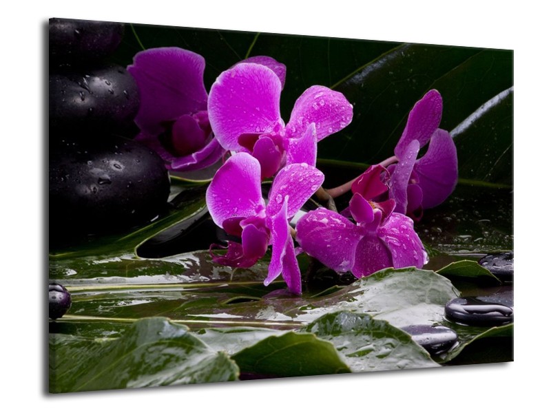 Canvas schilderij Orchidee | Zwart, Roze, Grijs | 70x50cm 1Luik