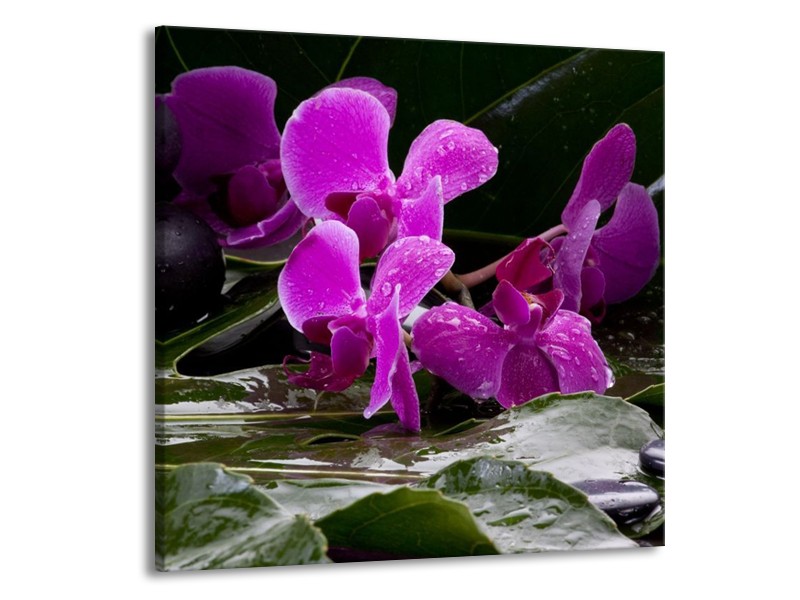 Canvas schilderij Orchidee | Zwart, Roze, Grijs | 70x70cm 1Luik