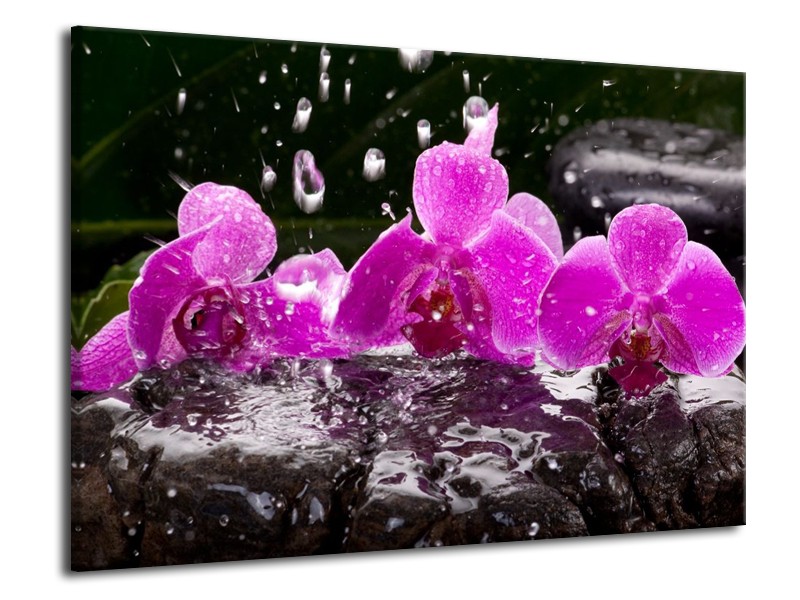 Canvas schilderij Orchidee | Zwart, Roze, Grijs | 70x50cm 1Luik