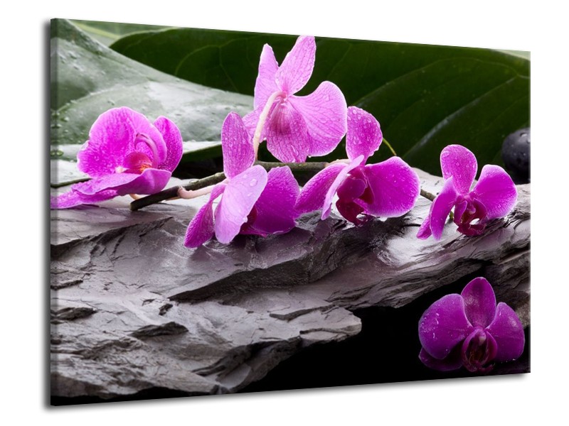 Canvas schilderij Orchidee | Zwart, Roze, Grijs | 70x50cm 1Luik