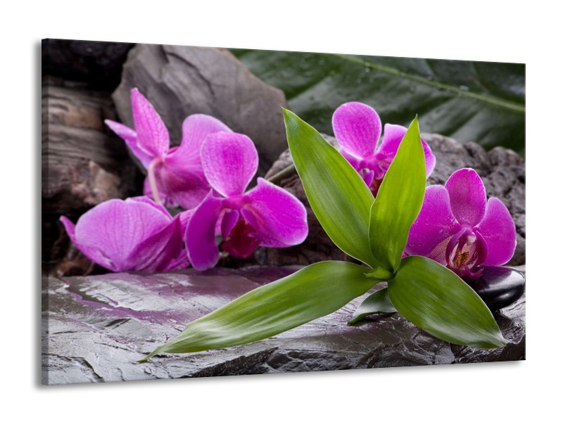 Canvas schilderij Orchidee | Zwart, Roze, Grijs | 140x90cm 1Luik