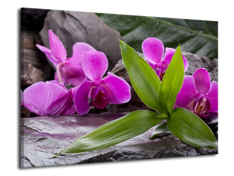 Canvas schilderij Orchidee | Zwart, Roze, Grijs | 70x50cm 1Luik