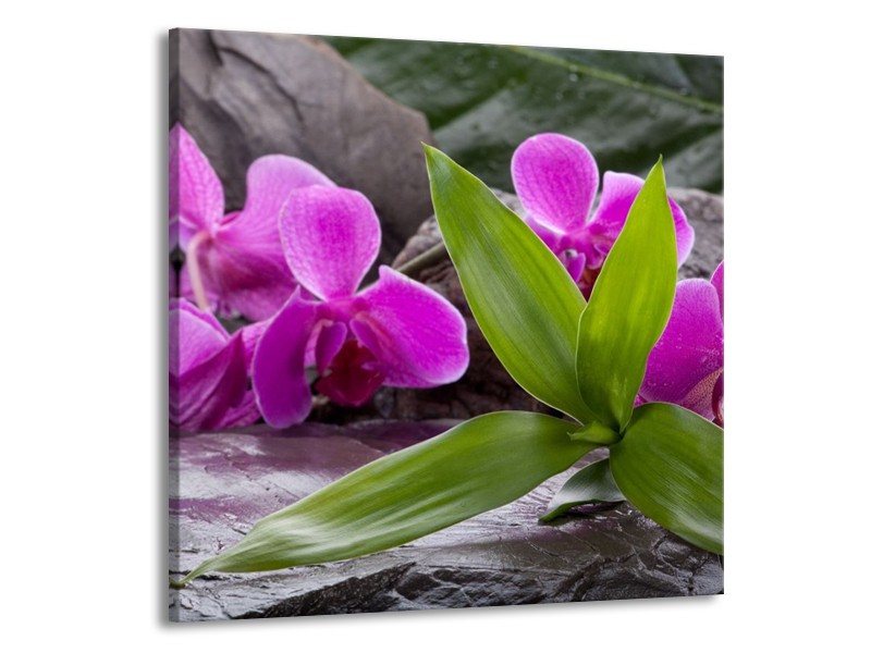 Canvas schilderij Orchidee | Zwart, Roze, Grijs | 70x70cm 1Luik