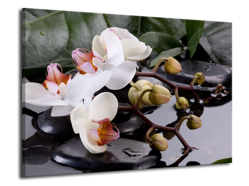 Canvas schilderij Orchidee | Geel, Zwart, Wit | 70x50cm 1Luik