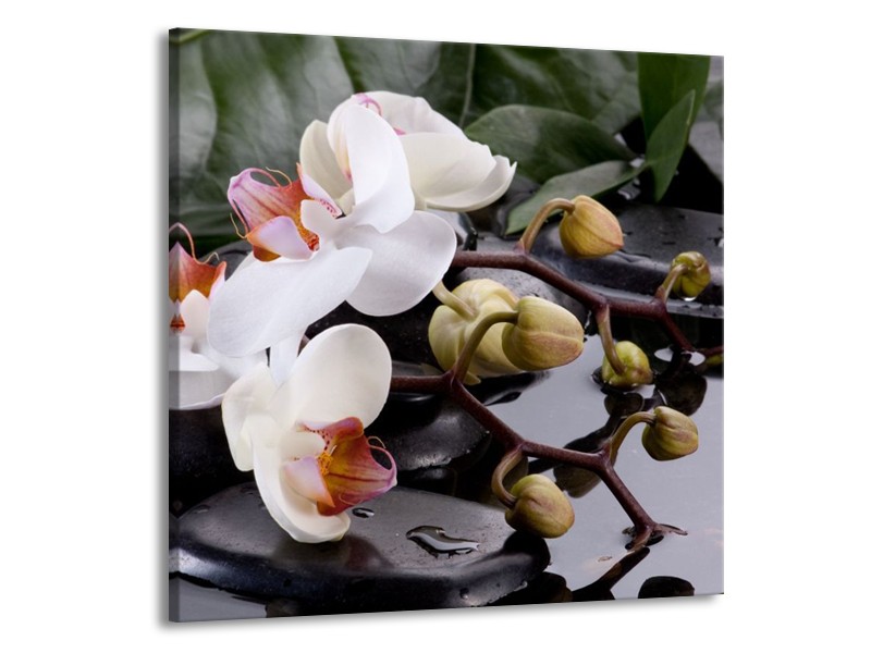 Canvas schilderij Orchidee | Geel, Zwart, Wit | 70x70cm 1Luik
