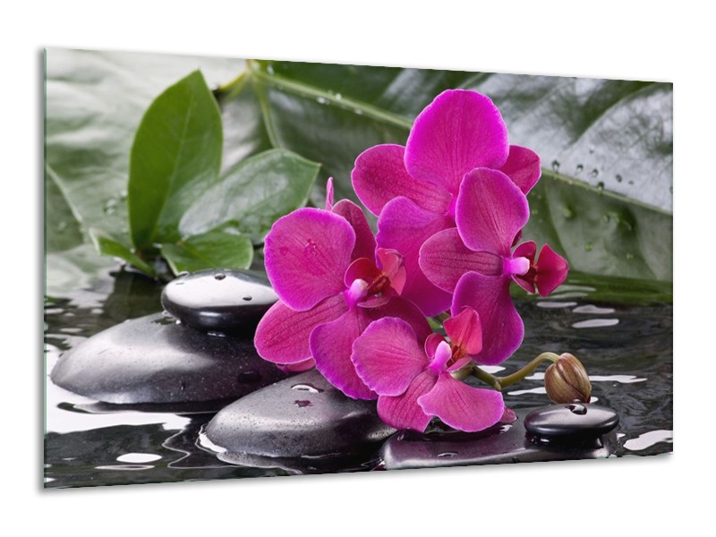 Canvas schilderij Orchidee | Groen, Paars, Zwart | 120x70cm 1Luik