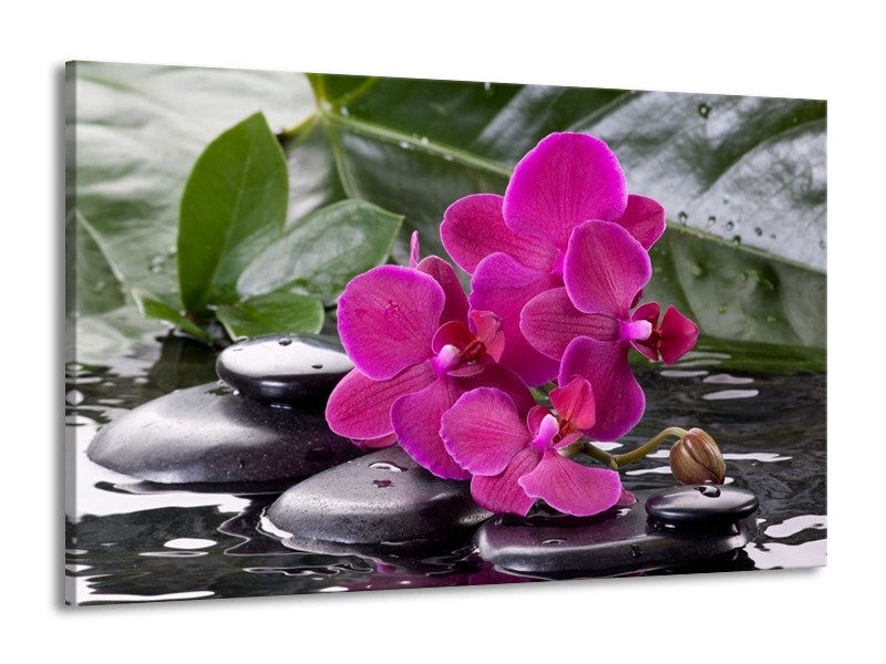 Canvas schilderij Orchidee | Groen, Paars, Zwart | 140x90cm 1Luik