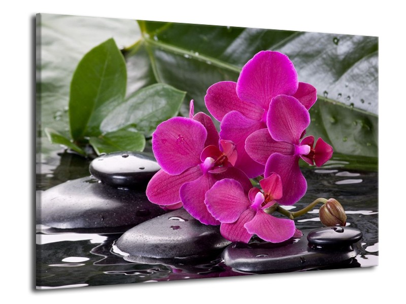 Canvas schilderij Orchidee | Groen, Paars, Zwart | 70x50cm 1Luik