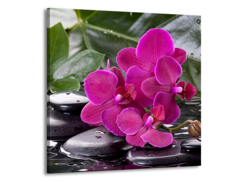 Canvas schilderij Orchidee | Groen, Paars, Zwart | 70x70cm 1Luik