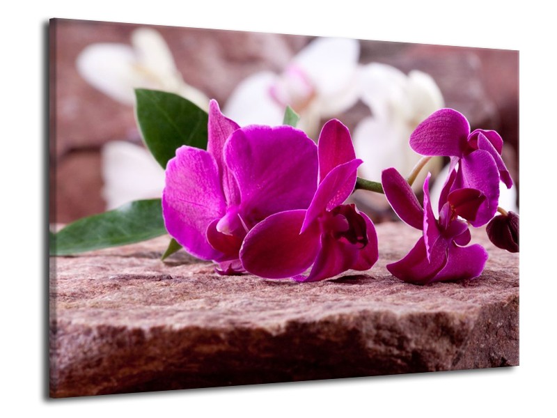 Canvas schilderij Orchidee | Groen, Paars, Zwart | 70x50cm 1Luik