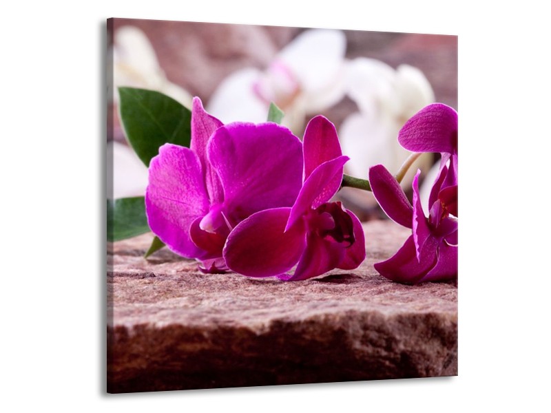 Canvas schilderij Orchidee | Groen, Paars, Zwart | 70x70cm 1Luik