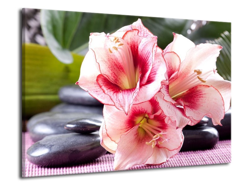 Canvas schilderij Bloem | Roze, Wit, Groen | 70x50cm 1Luik